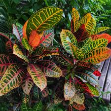 Image result for Acalypha paucifolia