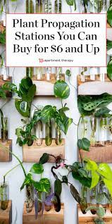 11 Propagation Stations Starting At 6 For People Who Like Free Plants And Beautiful Decor Propagating Plants Plants Cool Plants