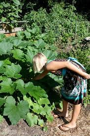 Why are zucchini leaves big. Zucchini Growing Problems 10 Common Issues And How To Overcome Them