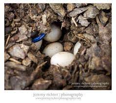 Blue Tailed Skink Nest With Eggs In Our Backyard Blue Tail Eggs Projects For Kids