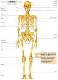 În studiul anatomiei omului se iau în consideraþiune încã: Http Www Taekwondowtf Ro Wp Content Uploads 2015 09 Anatomie Instructori 2015 Pdf