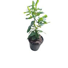 Image result for Myrsine