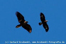 Der steinadler zählt zu den größten heimischen greifvögeln und wird in den alpen nur noch vom bartgeier übertroffen. Bartgeier Steckbrief Verbreitung Brutzeit Lebensraum Bilder Referat
