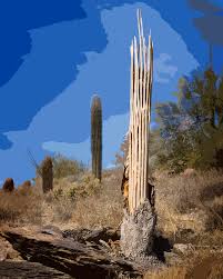 Frequent special offers and.all products from cactus skeleton category are shipped worldwide with no additional fees. Saguaro Skeleton Photograph By Kelley King