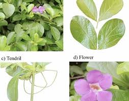 Image result for Bignoniaceae