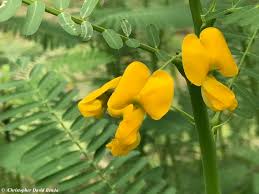 Image result for Sesbania