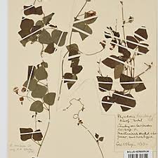 Image result for Rhynchosia caribaea