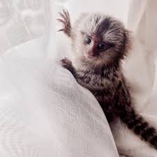 If you are seriously considering it, the average pet monkey cost ranges from $4,000 to $8,000 depending on several factors like the species, age, gender, color, source, temperament, among others. Best Pet Monkeys For Sale Buy A Monkey Now