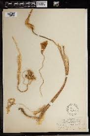 Image result for Gonatopus petiolulatus