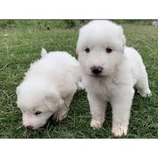 Black And White Great Pyrenees Dog Great Pyrenees Merkel Hi Here I M Selling Two Cute Beautiful White Great Pyrenee Puppies For 320 Each They A Dog Breed Info Great Pyrenees Puppies For Sale