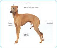 Click here for more information. Meet The Breed Italian Greyhound Italian Greyhound Dog Italian Greyhound Puppies Grey Hound Dog