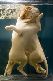 Ähnliche mutationen traten auch beim menschen auf ärzte in der umgebung von tschernobyl berichteten von einem anstieg der geburtsfehler ab 1986. Pin On Remarkable Finds