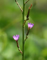 Image result for Lactuca inermis