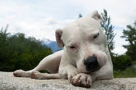 These super cute dogs won't shed all over your house, making them the perfect pals for people with dog allergies. 11 Guard Dog Breeds That Don T Shed With Pictures Pet Keen