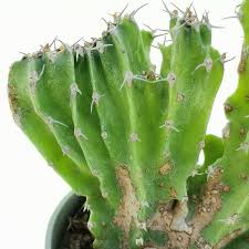 Image result for Euphorbia jubata