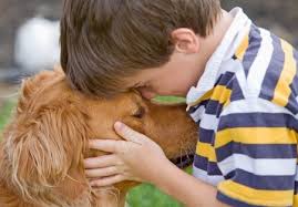 If your dog is not eating or not acting excited about feeding time, you can follow these steps. Canine Lymphoma Life Expectancy Caninelymphoma Com