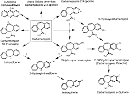 Proposed Scheme For The Formation Of Reactive Metabolites From Download Scientific Diagram