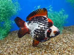 Eye Catching Tri Color Ryukin Goldfish Ryukin Goldfish Pet Fish