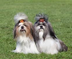 Maybe you would like to learn more about one of these? Male Vs Female Shih Tzus What S The Difference