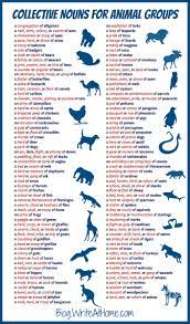 A Pandemonium Of Parrots Collective Nouns For Animal Groups