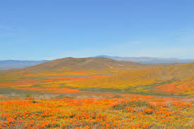 Albertsons floral is located at 43543 20th st w. Antelope Valley California Poppy Reserve Lancaster 2021 All You Need To Know Before You Go With Photos Tripadvisor