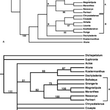 Image result for Dactyladenia gilletii