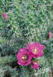Image result for Opuntia imbricata