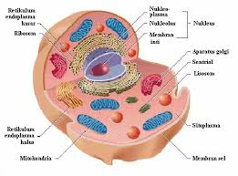 Gambar Struktur Sel Hewan Beserta Keterangannya Google Search Sel Hewan Membran Sel Model Sel