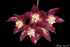 Image result for Periglossum mackenii