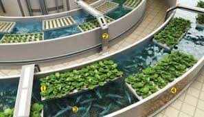 Http Www Ambyaberbagi Com 2015 12 Efektif Memelihara Ikan Lele Untuk Aquaponik Html Hidroponik Kolam Ikan Ide Berkebun