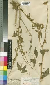 Image result for Crotalaria macrocarpa
