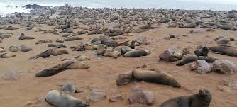 Image result for Catunaregam stenocarpa