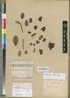 Image result for Oedina