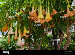 Image result for Strephonema