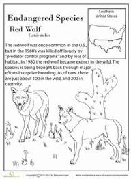 Endangered Species Red Wolf In 2020 With Images Endangered Animals Activities Endangered Animals Project Endangered Species