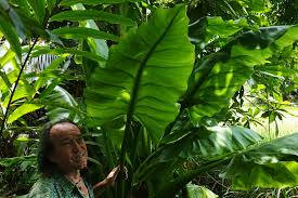 Image result for Rhodopentas bussei