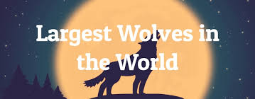 5 Largest Wolves In The World Largest Org