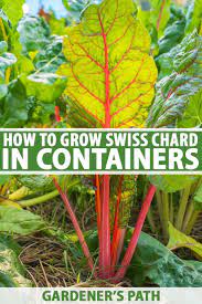 How To Grow Swiss Chard In Containers Gardener S Path Growing Swiss Chard Swiss Chard Backyard Vegetable Gardens
