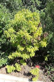 The botanical garden of barcelona is a botanical garden in the montjuïc hill of barcelona set amongst a number of stadiums used in the summer olympic games of. File Arbutus Canariensis Jardin Botanico De Barcelona Barcelona Spain Dsc09161 Jpg Wikimedia Commons