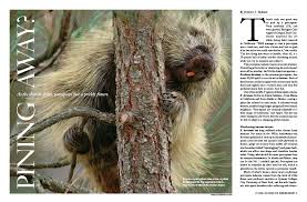 The old world porcupines of family hystricidae. Pining Away