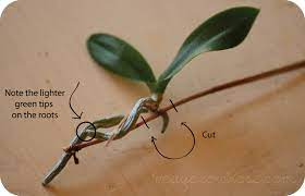 Pin On Planting