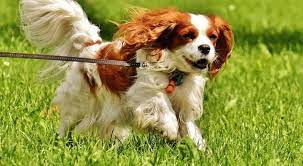 How much is a king charles spaniel. Cavalier King Charles Spaniel Exercise Requirements Spanielking