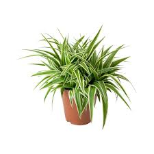 Image result for Chlorophytum longifolium