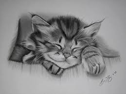 Learn how to draw realistic cat pictures using these outlines or print just for coloring. Home Art Kitten Drawing Animal Drawings Realistic Drawings