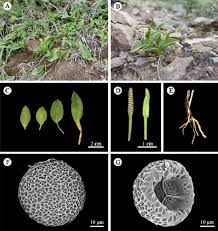 Image result for Ophioglossaceae