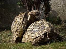 Die pantherschildkrötern ist vor allem unter forschern auch als stigmochelys pardalis bekannt und gilt als viertgrößter vertreter. Pantherschildkrote Biologie