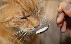 Can cats eat greek yogurt? Can Cats Eat Yogurt When Is Yogurt Good For Cats
