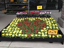 Primroses Always Look Forward To Seeing Them Sprouted Bulbs Available Now Too At Fred Meyer Primroses Looking Forward To Seeing Fred Meyer