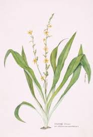 Image result for Anthericaceae