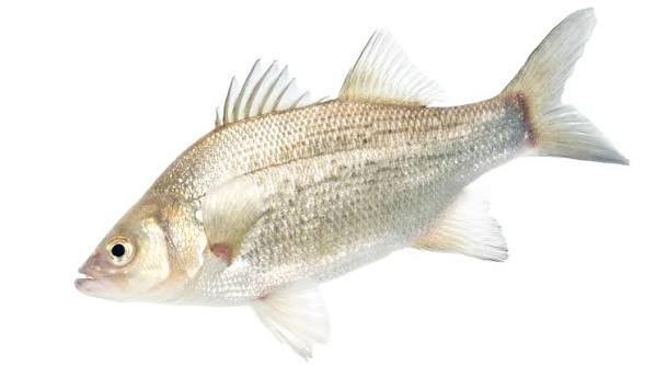 White bass - Wikipedia